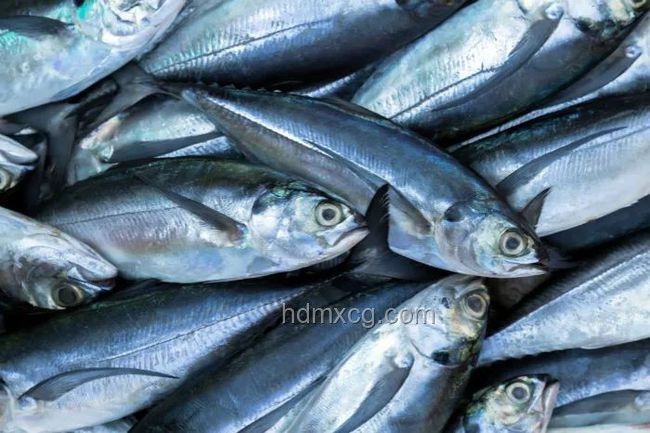 三文鱼寄生虫风险与食用趋势预测：安全食用，未来可期